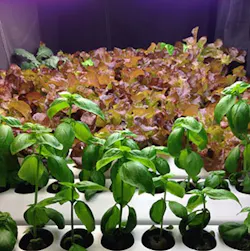 Electricalmarketing Com Sites Electricalmarketing com Files Uploads 2017 02 06 Acuity Rpi Itemeditorimage 58a233d191413 350 Electricalmarketing Com Sites Electricalmarketing com Files Uploads 2017 02 06 Acuity Rpi Itemeditorimage 58a233d191413 350