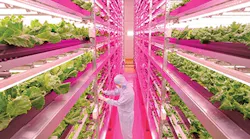 LEDs in horticulture applications