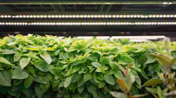 Fluence RAZR lighting from a case study