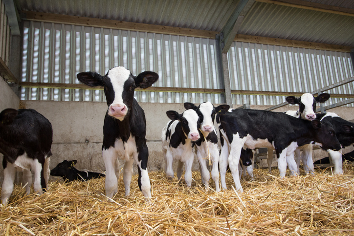 Cows_GettyImages-618979152_Deb Drury.jpg